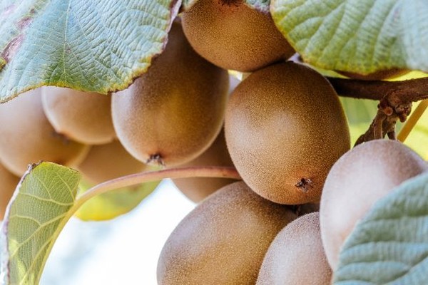 The outlook for NZ kiwifruit.