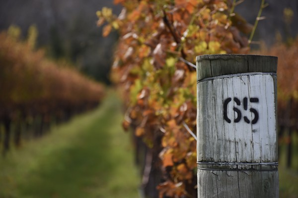 Wine & Grape Market Insight