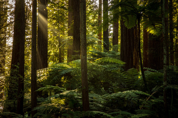 Invest in the Macro: Carbon Sequestration