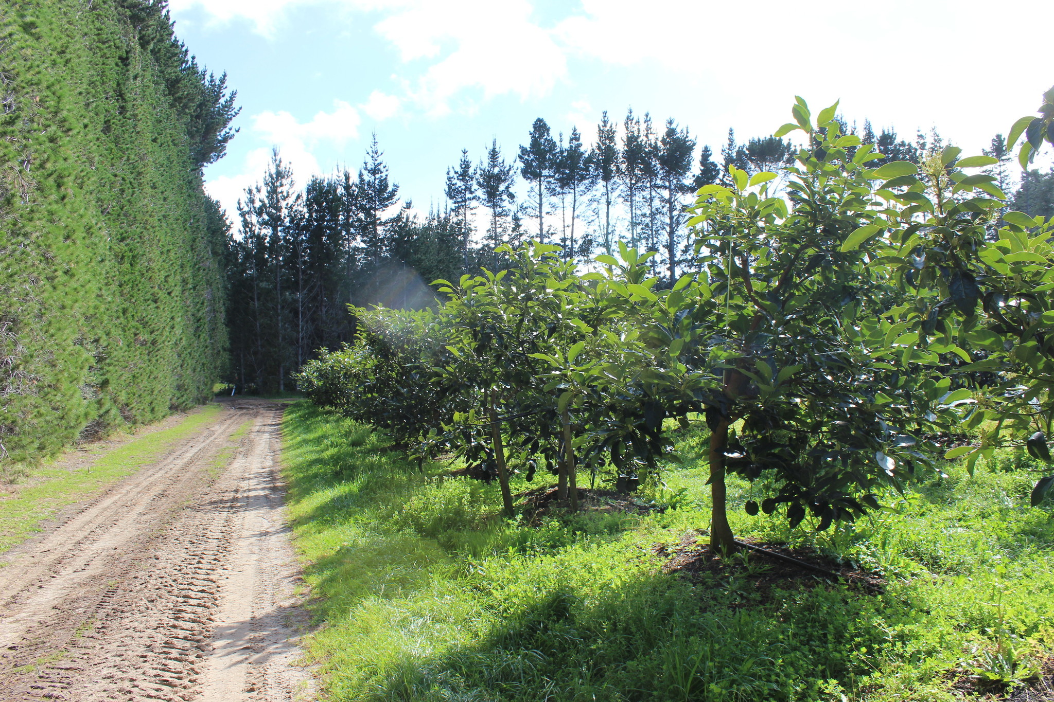 New Zealand Dairy Farms Are Converting to Avocado Orchards