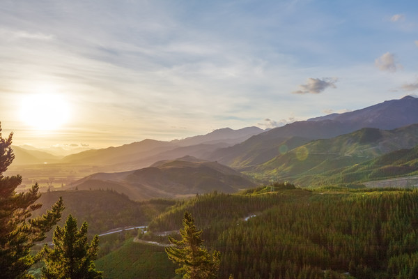 Forestry and Carbon Market Analysis