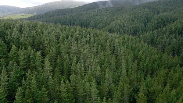 New fund launched to develop NZ carbon sinks.