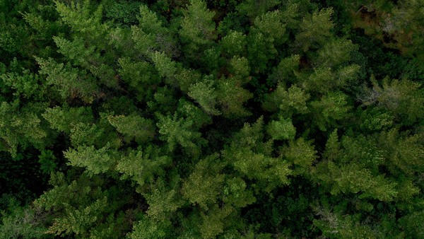 Carbon Forestry and Manuka Honey Seminar