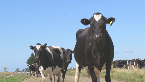 Dairy Investment – Why now?